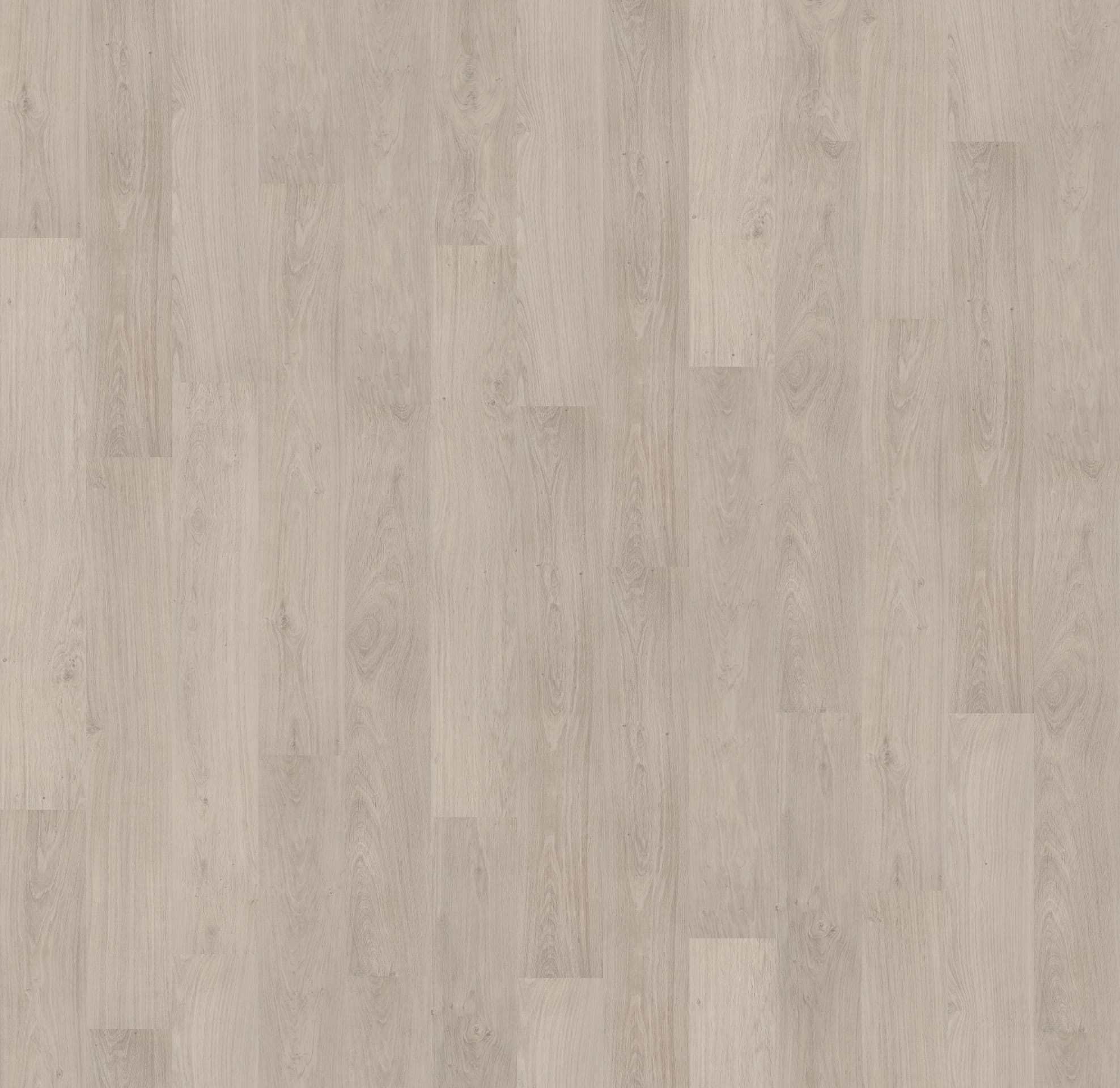 DĄB BIAŁY BIELONY ( CLM1291 )  2470 mm x 2430 mm