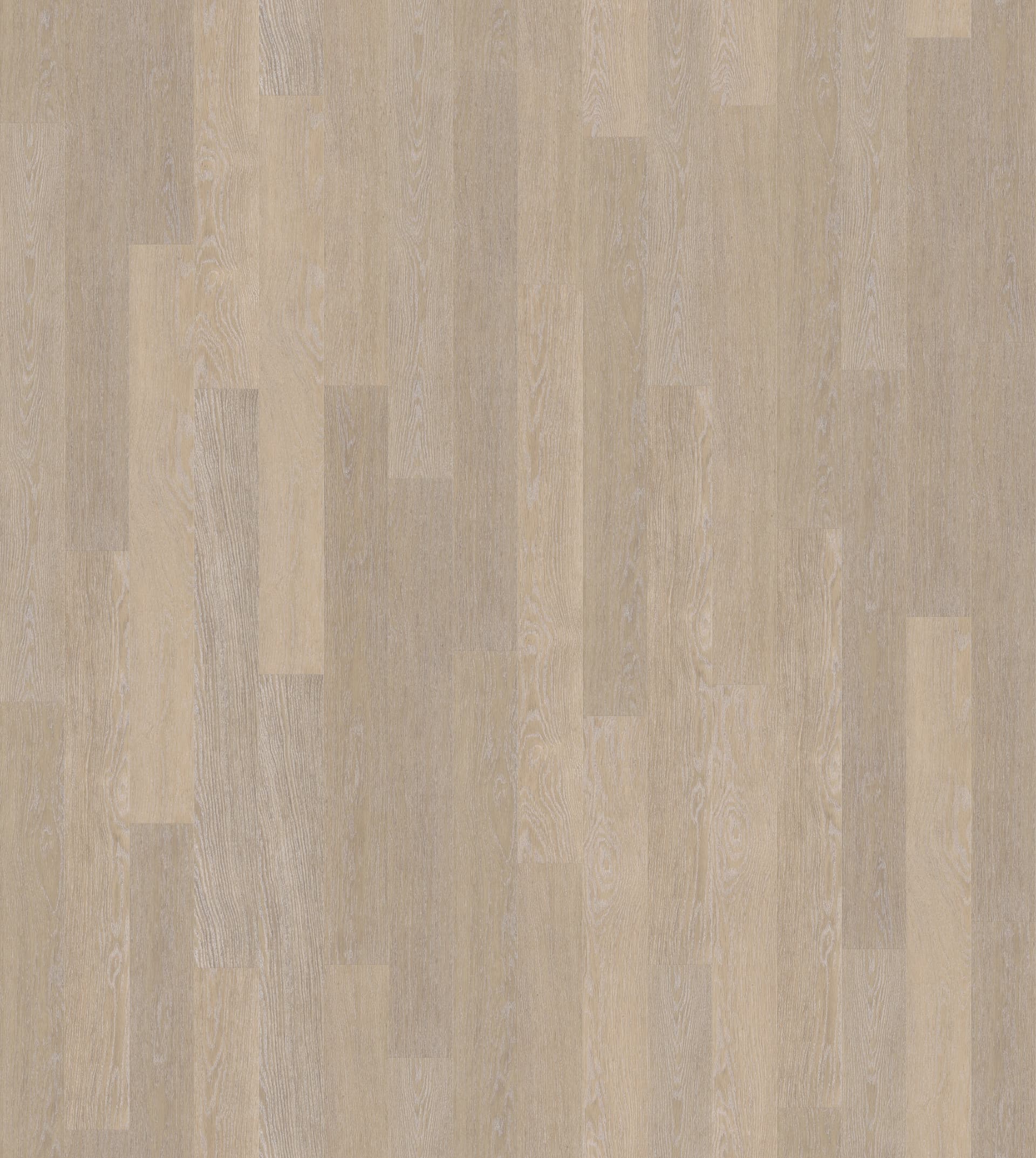 DĄB BIELONY ( U1896 ) 2496 mm x 2870 mm