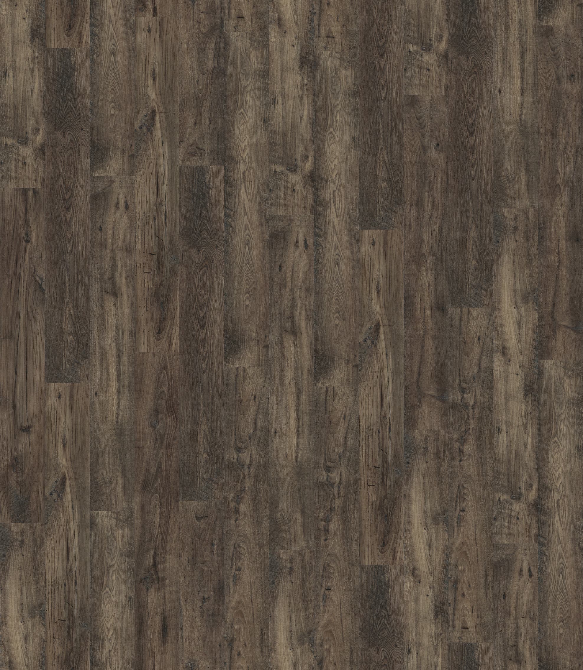 KASZTANOWIEC BRĄZOWY ( UW1544 ) 2470 mm x 2845 mm