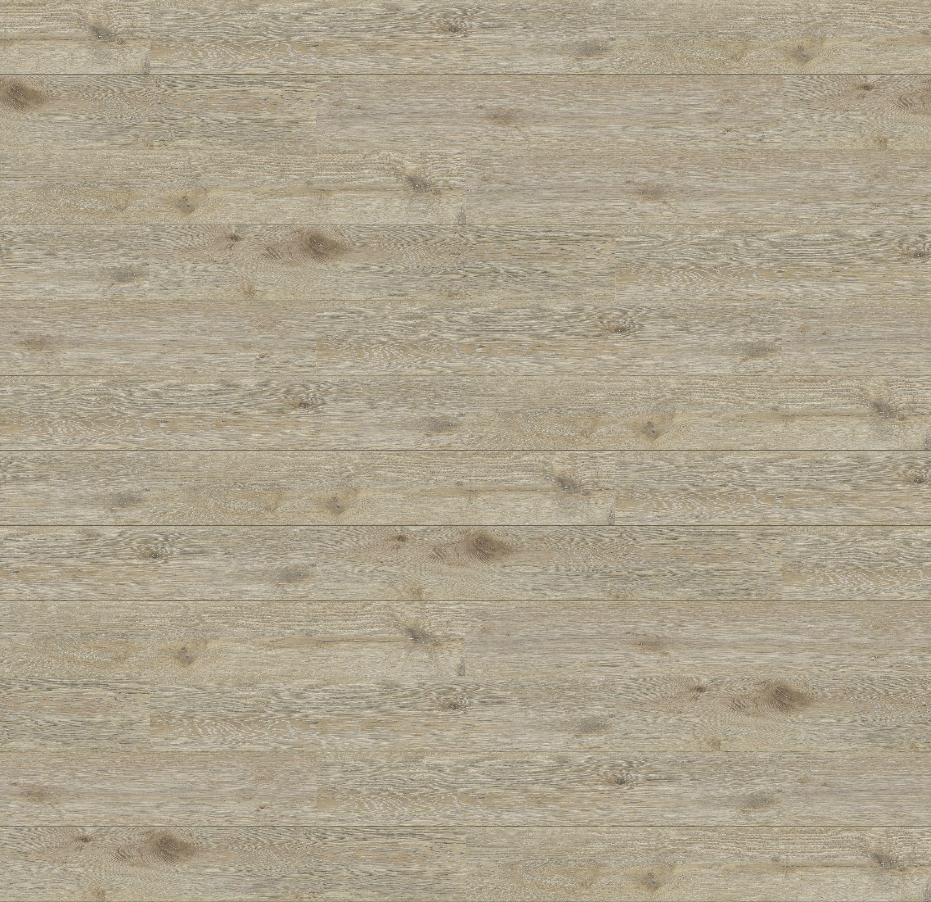 62002006 - DĄB BEVERLY kolor