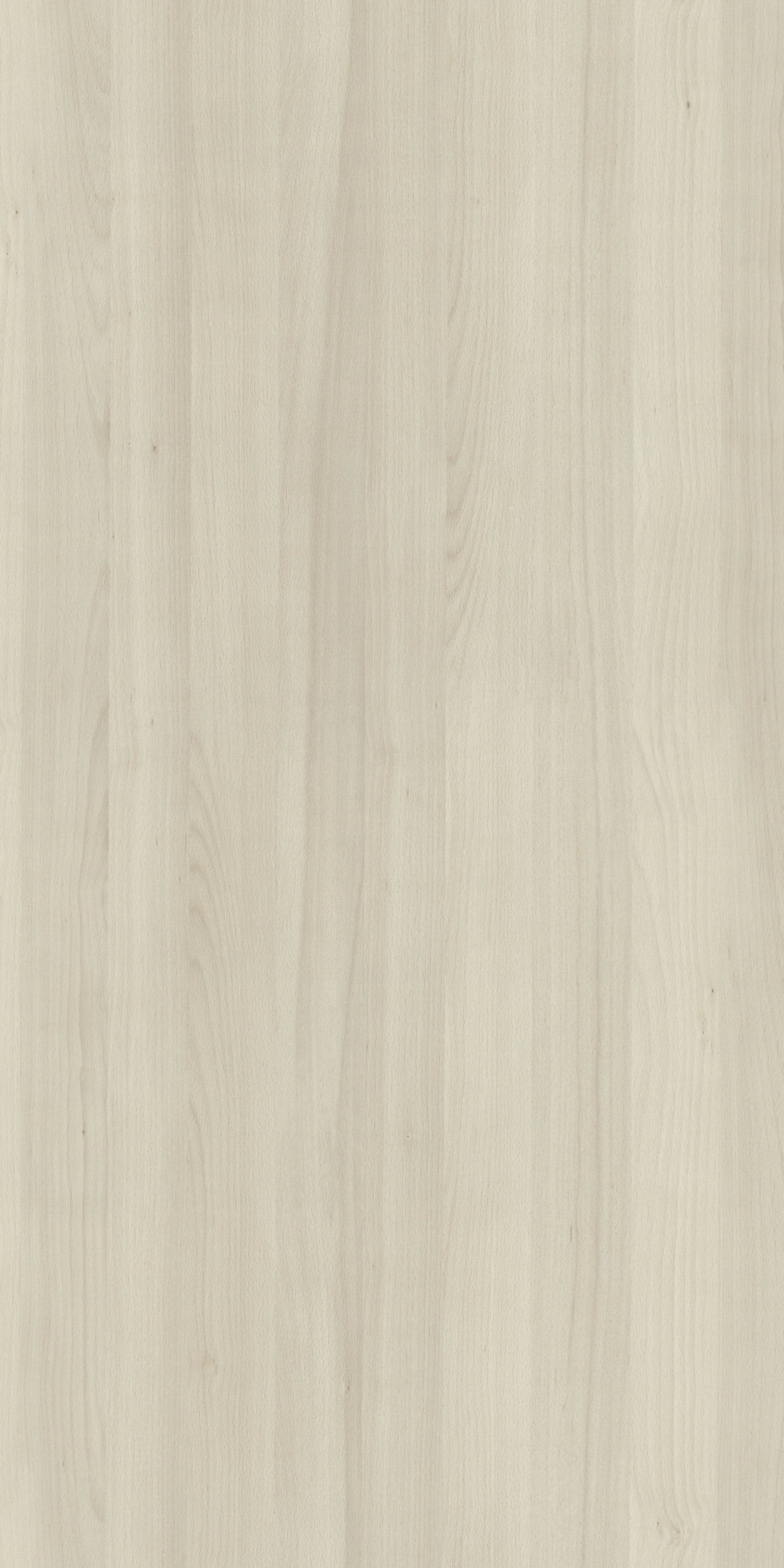 Pfleiderer - Kolekcja dodatkowa - R24053 - Buk Talinn