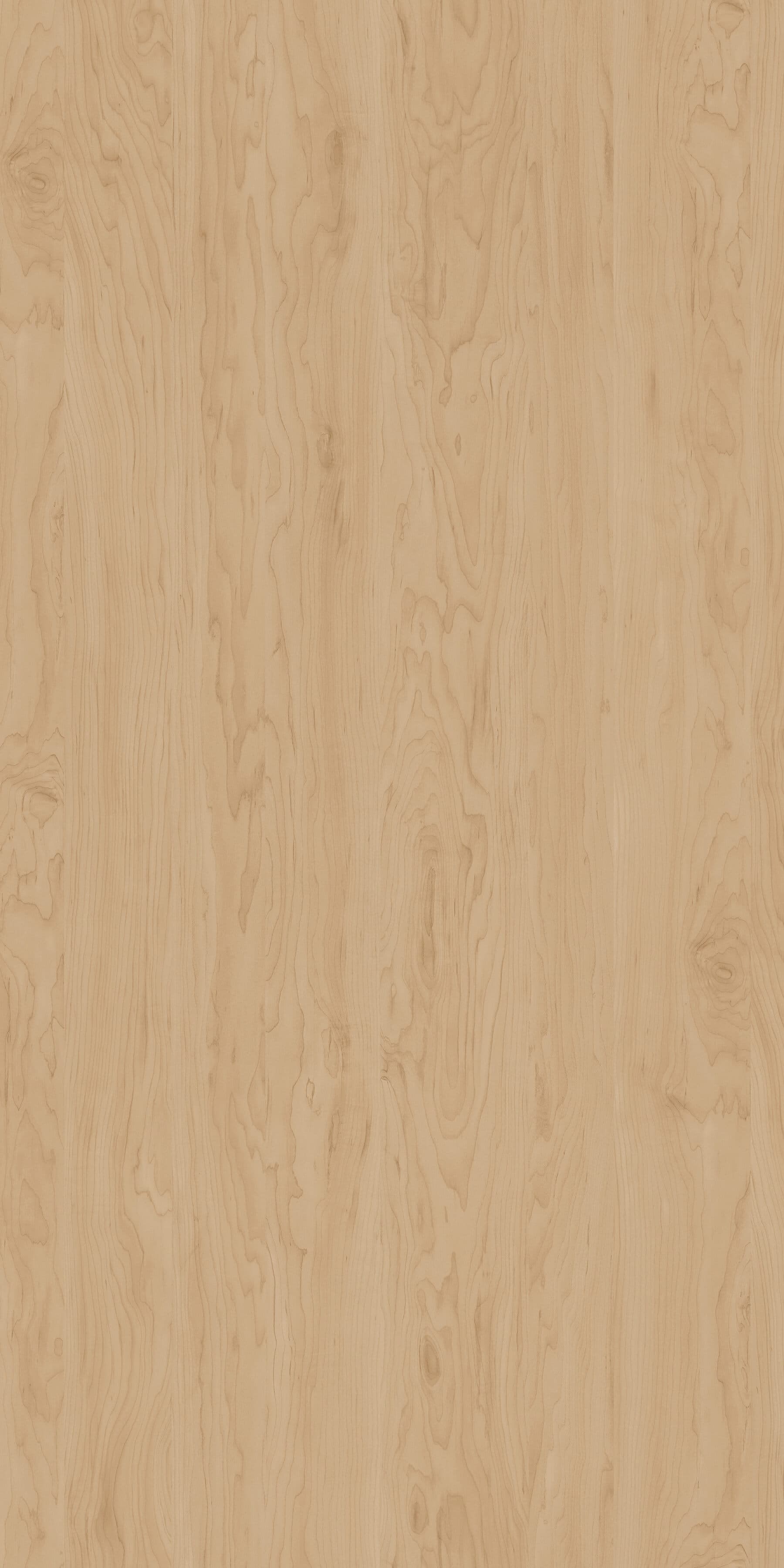 Pfleiderer - Kolekcja dodatkowa - R35017 - Brzoza Alaska