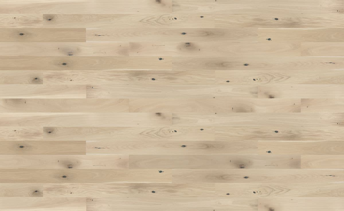 Dąb Creme Brulee Grande (4400x2700)