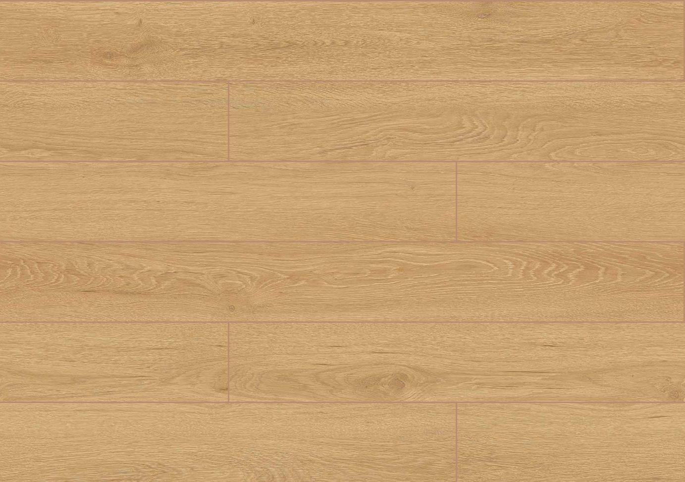 4563 WA Dąb Kaspijski