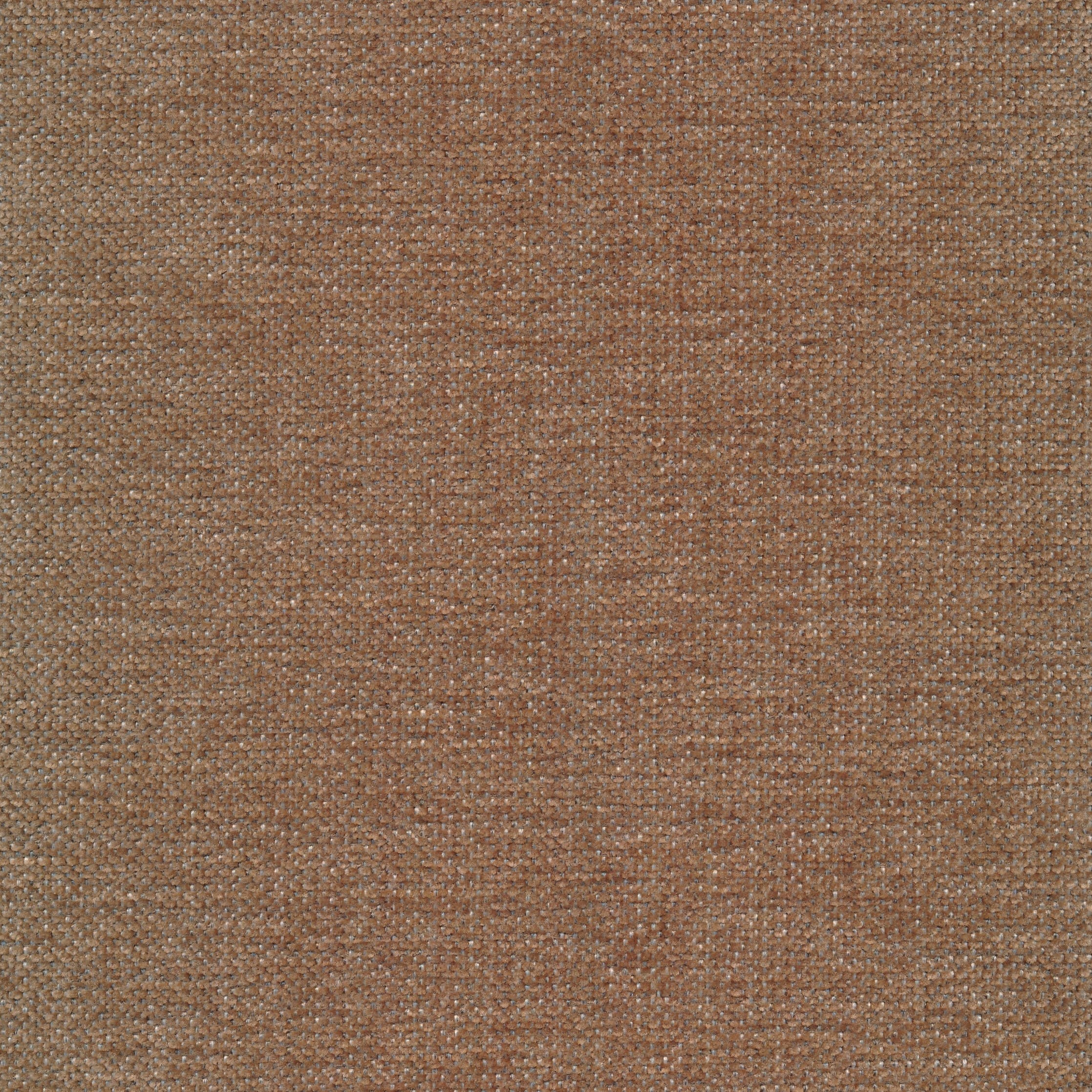 Carmen 124 shitake