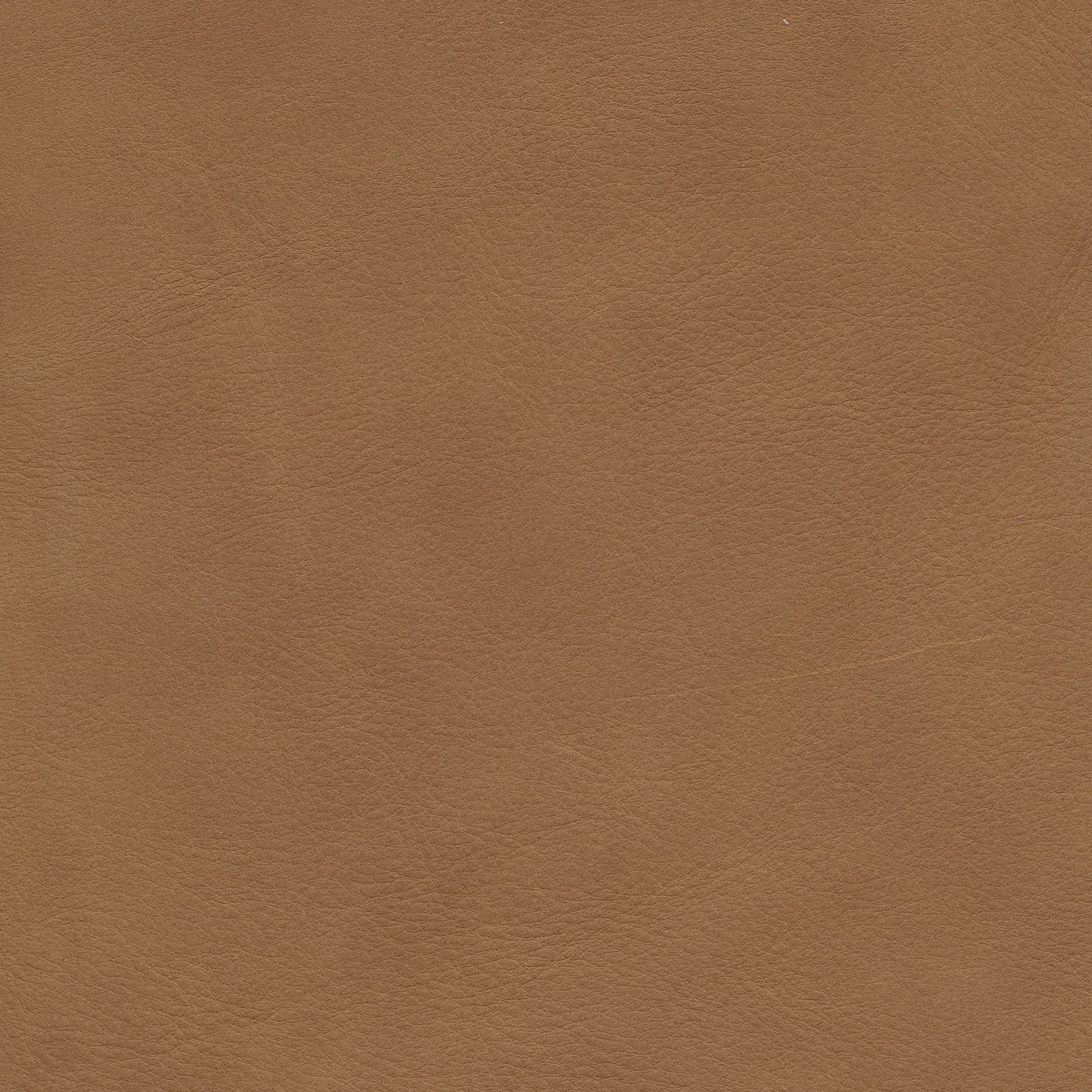 WR 141 deer